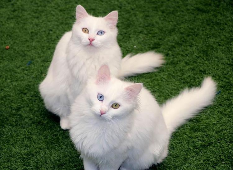 NİSANDA HER TARAFTA MİNİK KEDİLER OLACAK