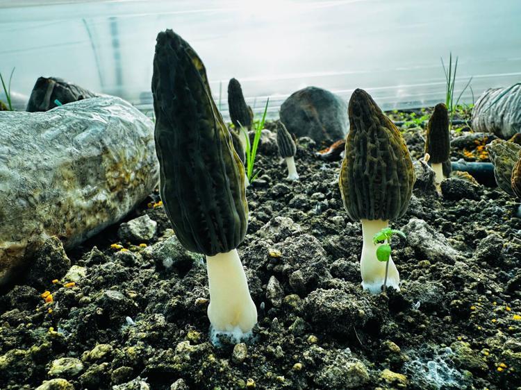 İHRACATI 5 MİLYON DOLARA ULAŞIYOR