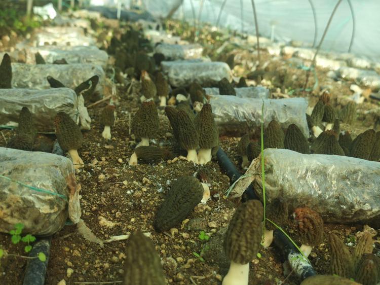 GENİŞ RAKIM ARALIĞINDA YETİŞEBİLİYOR