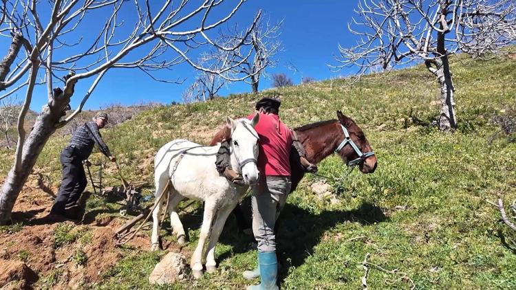 ACEMİ ATLAR USTA ATLAR İLE EĞİTİLİYOR