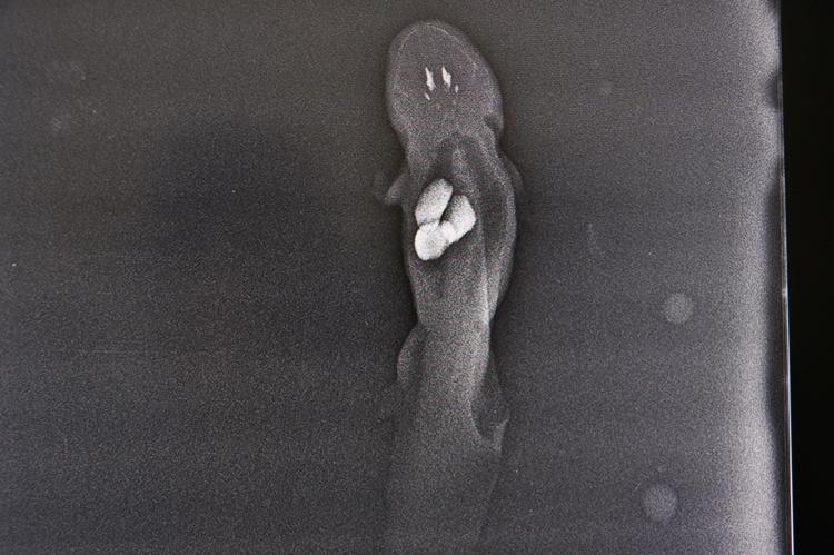 ‘BALIĞIN MİDESİNDEKİ 3 ADET YABANCI CİSİM ÇIKARILDI’