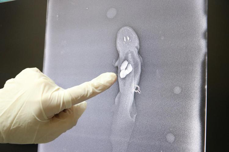 ‘TÜRKİYE’DE ÇOK FAZLA YETİŞTİRİLEN BİR BALIK TÜRÜ DEĞİL