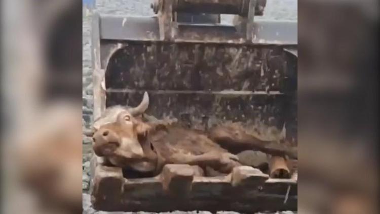 ÇAMURA SAPLANAN İNEK KURTARILDI