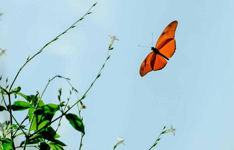 ‘BİLİNEN EN KISA ÖMÜRLÜ KELEBEKLER BİR HAFTA YAŞIYOR’