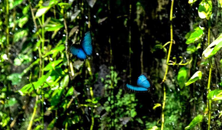 3 BİN KİLOMETRE UÇAN KRAL KELEBEĞİ DE VAR