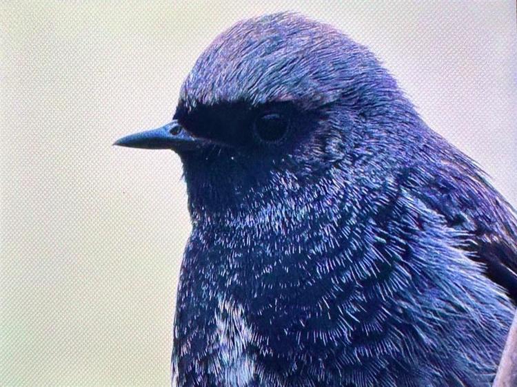 GÖÇÜN SÜRPRİZ MİSAFİRLERİ