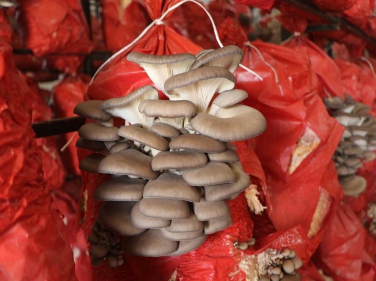 ‘5 ÇADIRDAN YILDA 60 TON MANTAR HASAD EDİYORUZ’