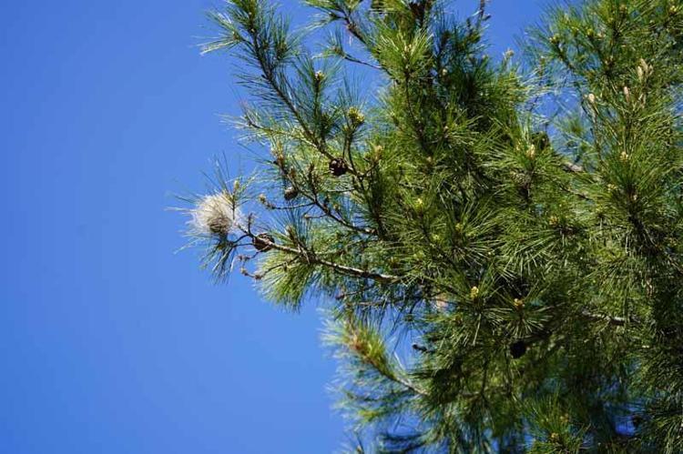 İNSANLAR VE HAYVANLAR ÜZERİNDE OLUMSUZ ETKİ