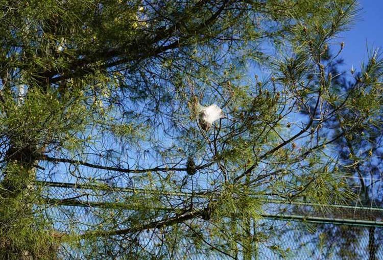 CALOSOMA BÖCEKLERİ YUVALARINA GİREREK ONLARI AVLAR