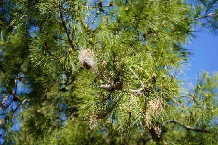 ÇAM KESE TIRTILI GENÇ AĞAÇLAR ÜZERİNDE YAYGINDIR