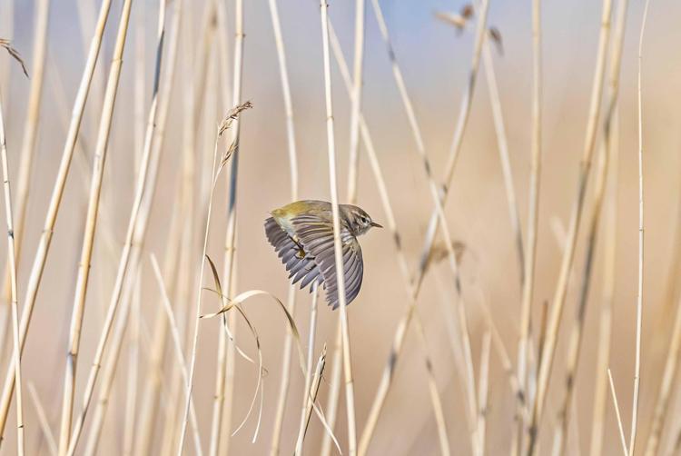 579 KİLOMETRELİK GÖÇ KAYDI