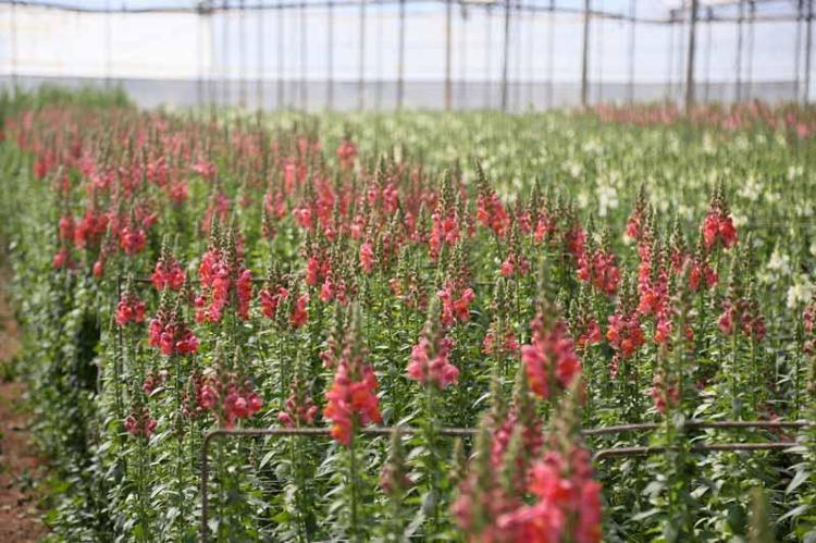 YENİ TÜR ASLANAĞZI