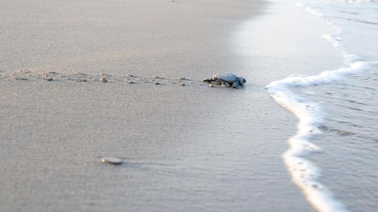 55 BİN FUTBOL SAHASI BÜYÜKLÜĞÜNDE ALAN KORUNDU