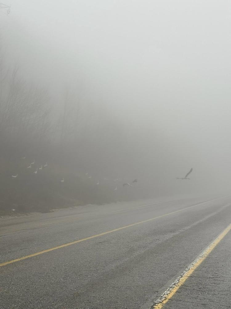 Doğa Koruma ve Milli Parklar 1’inci Bölge Müdürlüğü’nün sanal medya hesabından yapılan açıklamada, şöyle denildi: