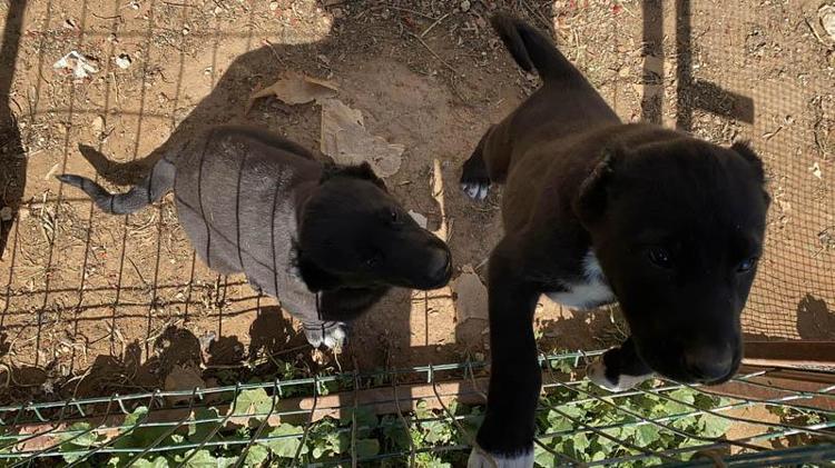 ÇÖZÜM DOĞANI ÖLDÜRMEK DEĞİL, DOĞMAYI ENGELLEMEK
