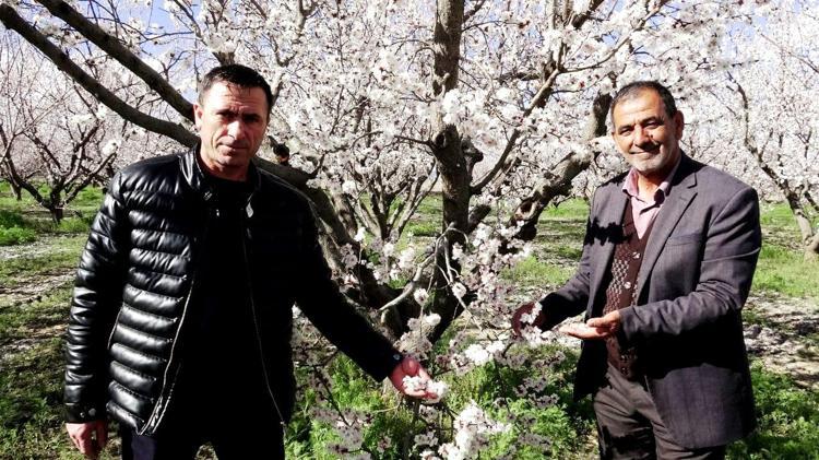 BU SENE İNŞALLAH KAYISIMIZ OLACAK