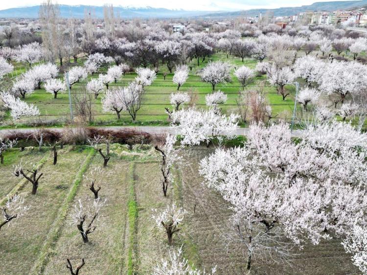 MEYVELERİN YÜZDE 95İNDEN VERİM ALAMADIK