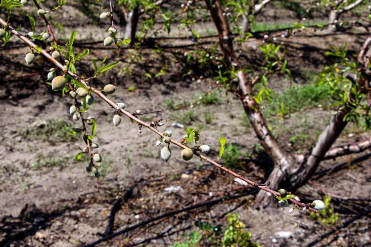 ‘SOĞUK HAVALAR ÜRÜNE KATKI SAĞLADI’