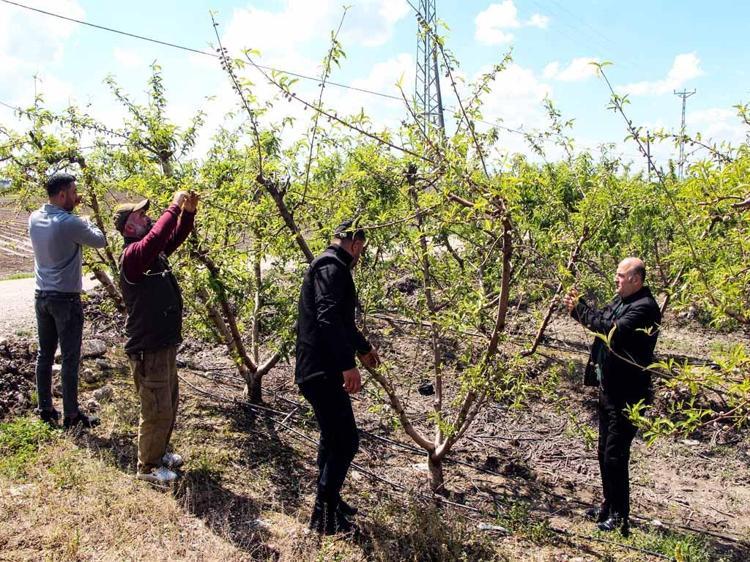 ‘MAYIS ORTASINDA HASAT BAŞLIYOR’