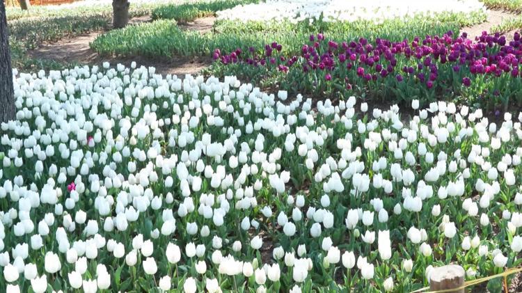 RENGARENK LALELER İÇİMİZİ AÇTI