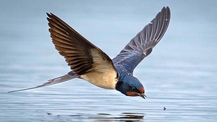 ÇEVRE KİRLİLİĞİNE DİKKATİ ÇEKTİ