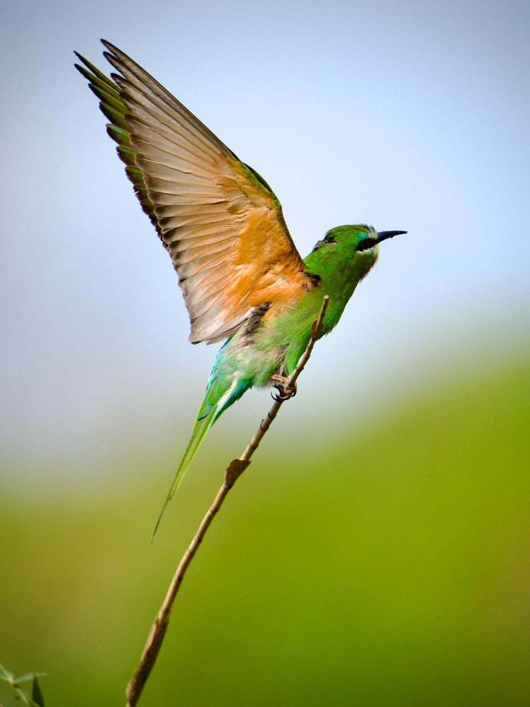 AKDENİZ KIYILARINDA GÖÇ DÖNEMİ