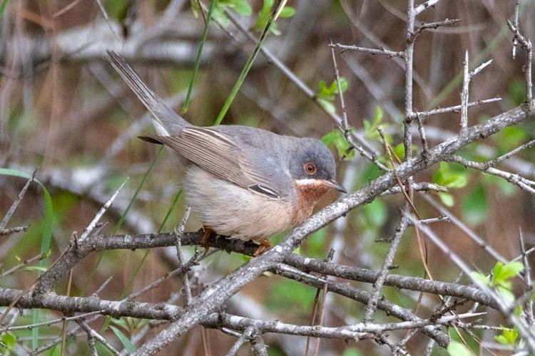 ANTALYADA 320NİN ÜZERİNDE TÜR SAYISI