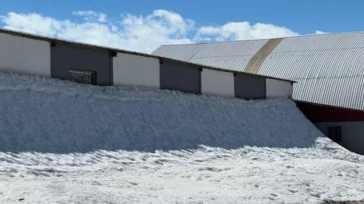 Yüksekova'da kar besicileri zorluyor; hayvanlar meraya çıkamadı