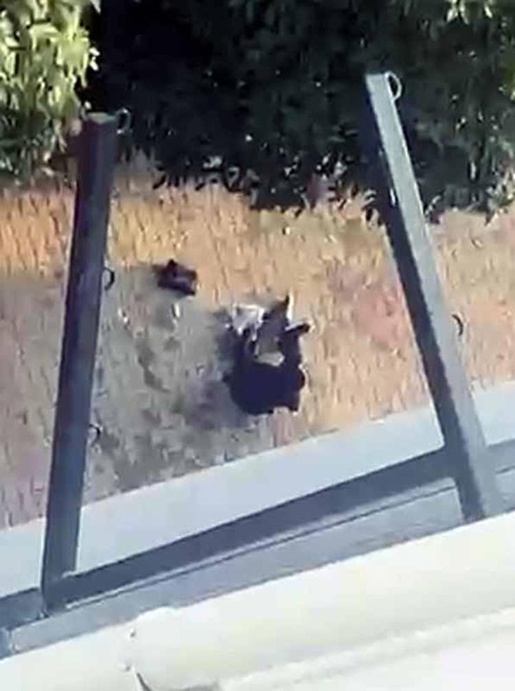 GEREKEN CEZAYI ALMASINI DİLİYORUM