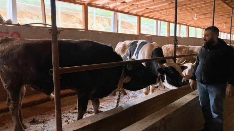 BÜYÜKBAŞ FİYATLARI 230 BİN TLDEN BAŞLIYOR