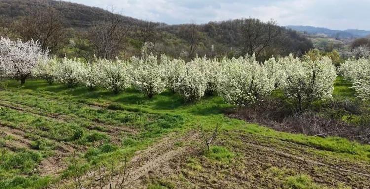 BU SENE GÜZEL BİR REKOLTE BEKLİYORUZ