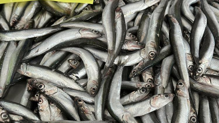 KÜRESEL ISINMA NEDENİYLE BALIKLAR GÖÇ İHTİYACI DUYMUYOR