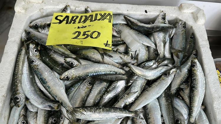 2 AYDA 300 BİN TON BALIK AVLANDI