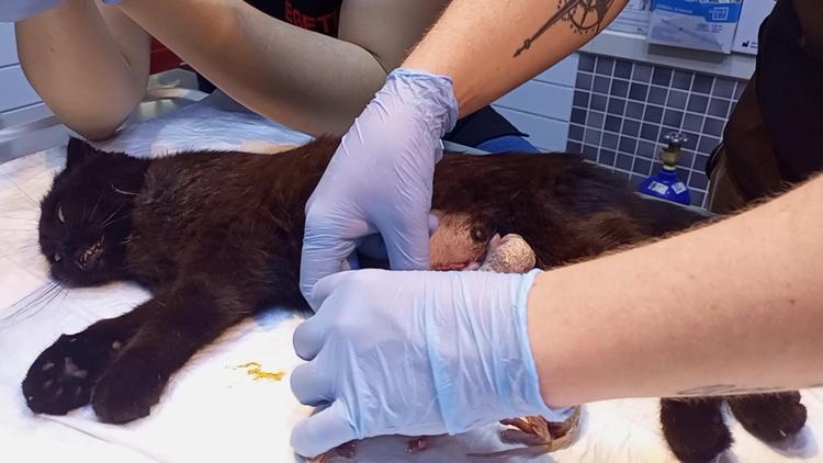 ‘SCOTTİSH CİNSİ KEDİLERDE SIK RASTLANAN DURUM