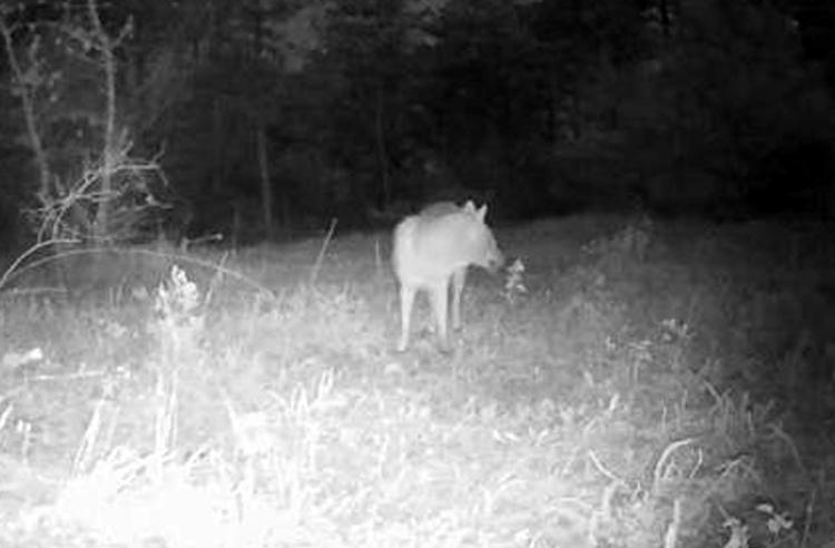 HEDEFİNDE KURT VE DOMUZLAR VAR