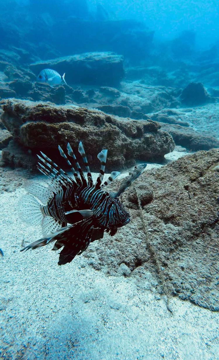 ASLAN BALIĞI YERLİ TÜRLERİ AÇIK BÜFE GİBİ TÜKETİYOR