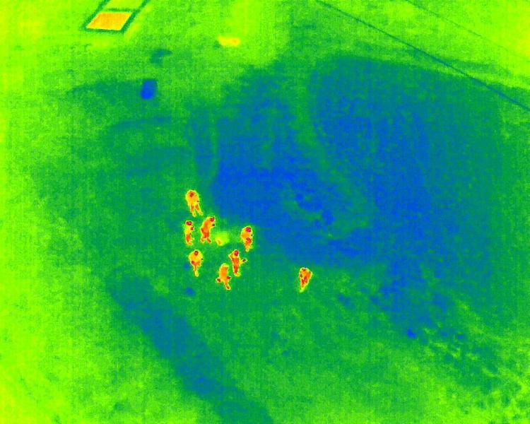 ŞEHİR MERKEZİNE YAKIN BÖLGEDE BULUNDU