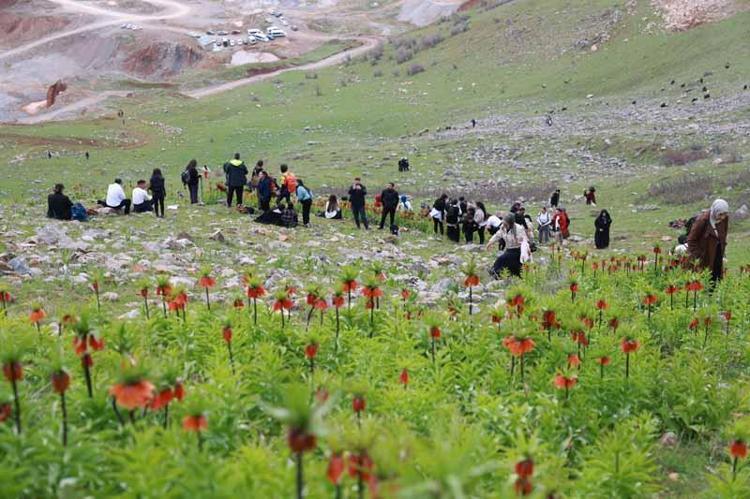 TRABZON VE SAMSUN’DAN TERS LALELER İÇİN MUŞ’A GELDİLER
