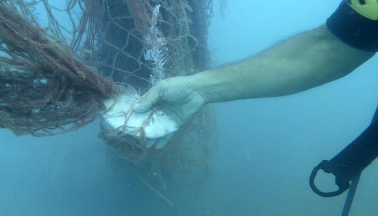 83 MİLYON 746 BİN YAVRU BIRAKILDI