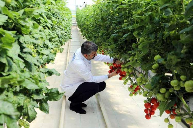 ‘DOMATES VE ÇİLEK SERASI KURDUK’