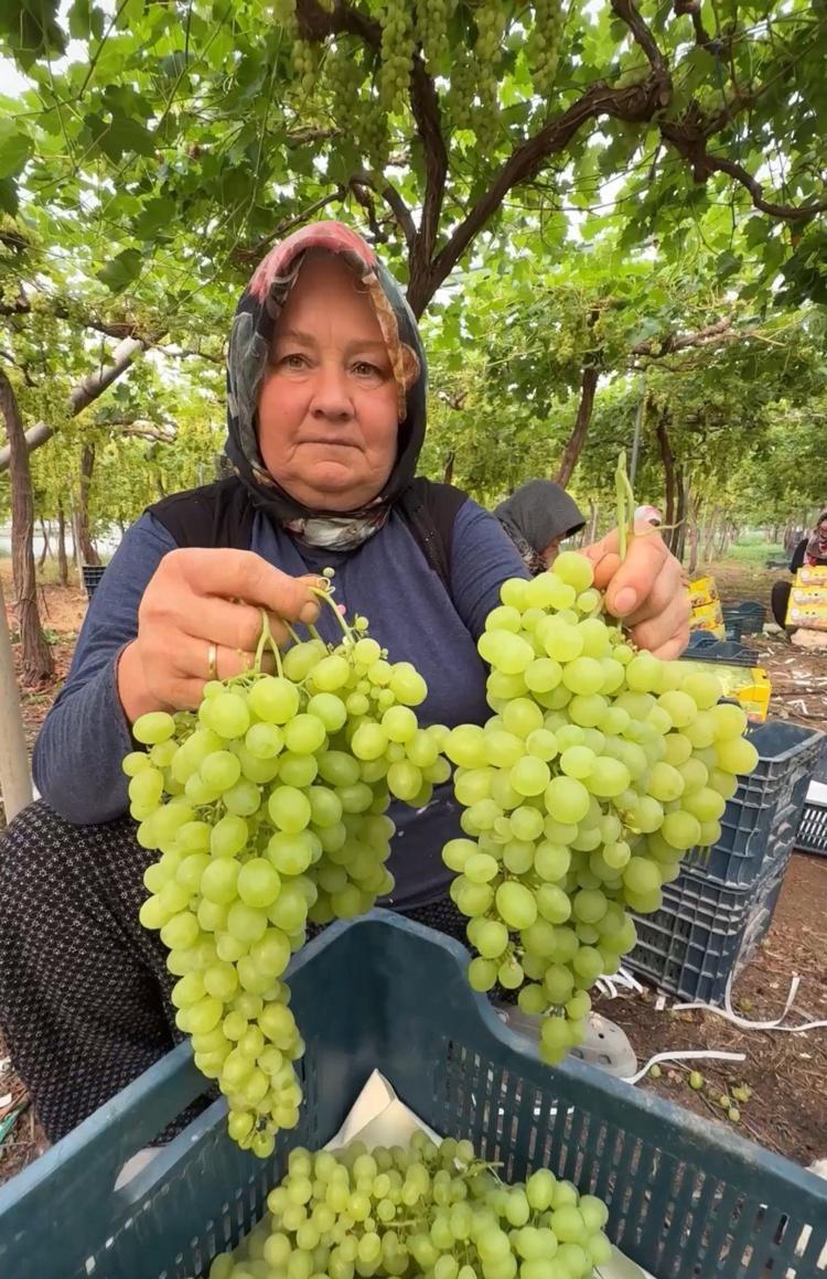 İÇ PİYASADA KİLOSU 300 TL