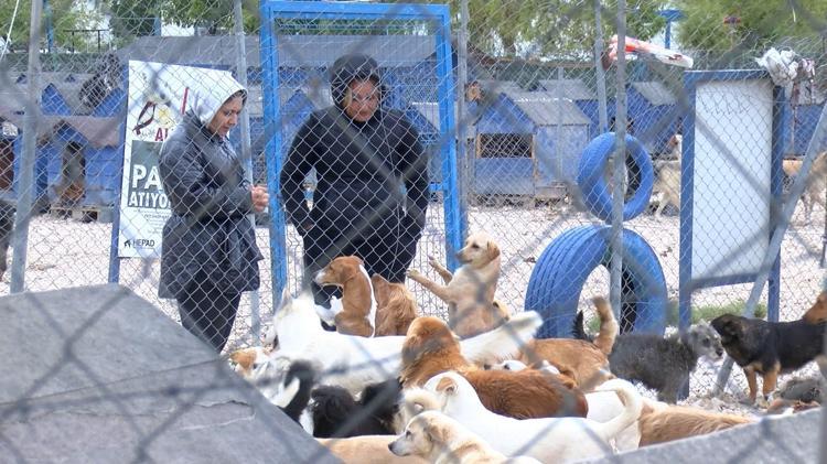 ‘SATIN ALDIKLARI CİNS DOSTLARI BARINAKTA BULABİLİRLER’