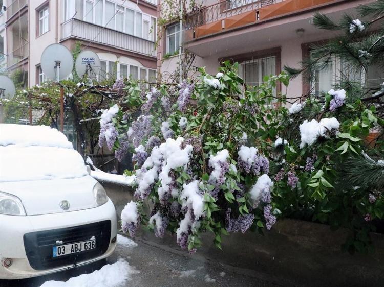ÇİÇEK AÇAN MEYVE AĞAÇLARI KARLA KAPLANDI