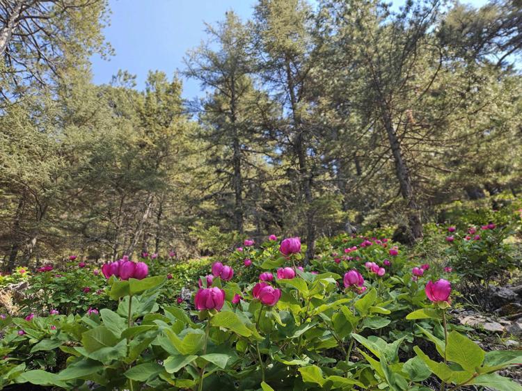 BİYOLOJİK ÇEŞİTLİLİĞİ TAHRİP ETME SUÇU