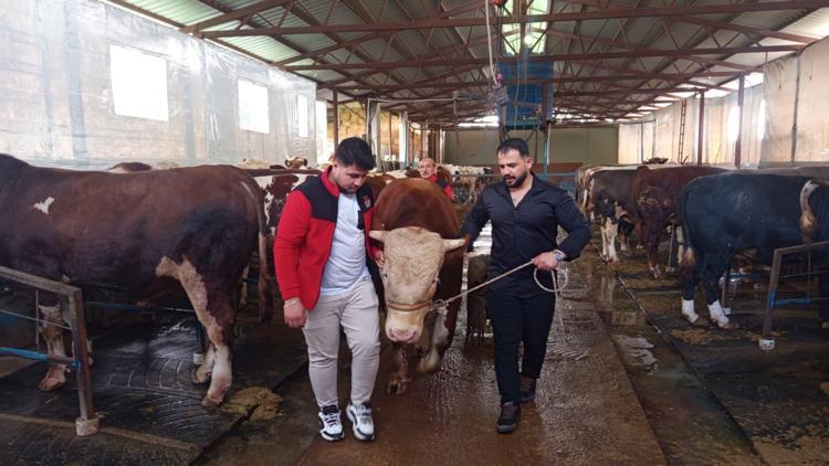 ET VERİMİ YÜKSEK IRKLAR TERCİH EDİLMELİ