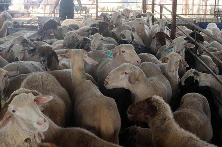 ‘1 TONLUK HAYVANLARIMIZIN FİYATI 450 BİN LİRAYA KADAR ÇIKABİLİYOR’
