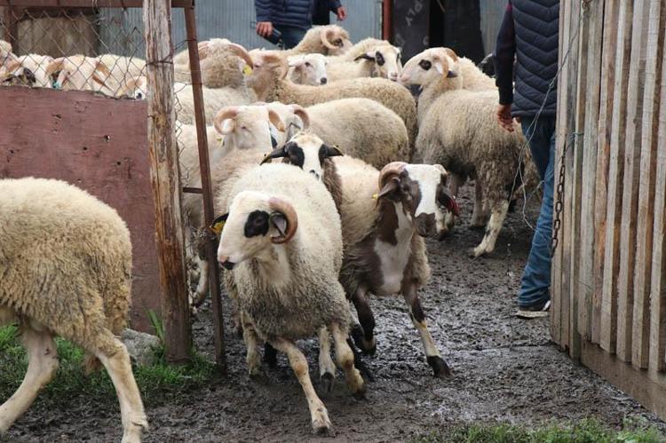BÜYÜKBAŞLARDA 34 BİN LİRADAN HİSSE SEÇENEĞİMİZ VAR