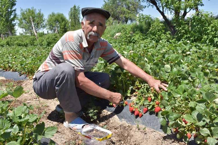 HEM AÇIKTA HEM SERADA 12 AY ÜRETİM HEDEFİ