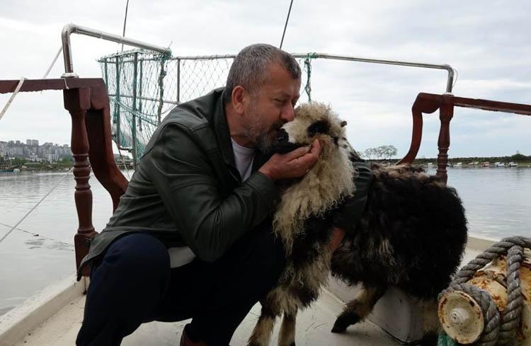ÇOK ALIŞTIK, KUZU SEVGİSİ BAŞKAYMIŞ