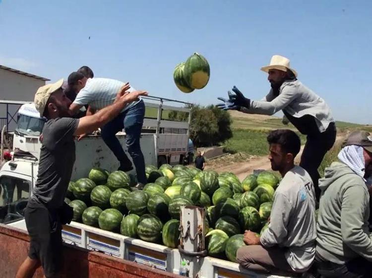 ÜRÜNLER BELİRLİ OLGUNLUĞA ERİŞİNCE HASAT EDİN